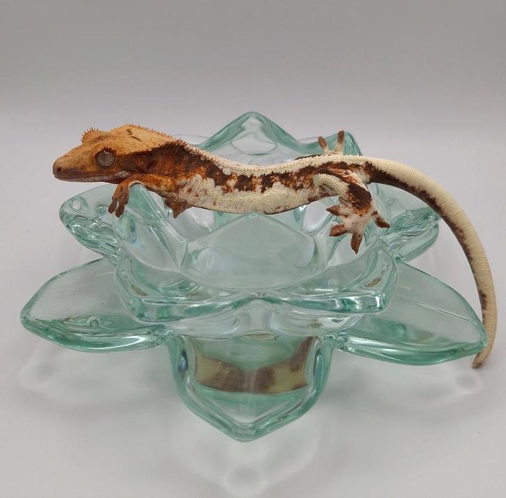 Drippy tri-color lilly white wimpergekko/crested gecko vrouw