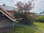Rode beuk beukenboom, Tuin en Terras, Planten | Bomen, Ophalen, Overige soorten, 400 cm of meer