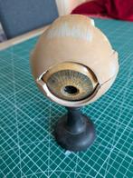 Anatomisch oogmodel, Ophalen of Verzenden