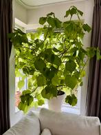 Grote Kamerlinde met Pot, Huis en Inrichting, Ophalen, 100 tot 150 cm, Overige soorten, Halfschaduw