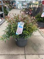 Leucothoe keiskei 'Burning Love', Overige soorten, Vaste plant, Ophalen of Verzenden, Halfschaduw