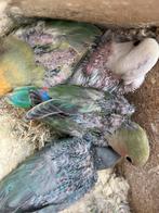 Jonge agapornissen 4 stuks . 6 wkn oud, Dieren en Toebehoren, Vogels | Parkieten en Papegaaien, Geslacht onbekend, Dwergpapegaai of Agapornis