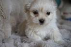 Mooie kleine boomer pups., Nederland, Overige rassen, 8 tot 15 weken, CDV (hondenziekte)