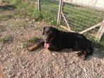 Adonis een schat van een hond, Particulier, Rabiës (hondsdolheid), Reu, Buitenland