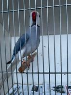 Halsbandparkiet, Mannelijk, Parkiet, Geringd