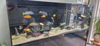 Prachtig 2 meter aquarium, Dieren en Toebehoren, Vissen | Aquaria en Toebehoren, Ophalen, Zo goed als nieuw