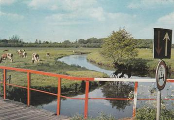 DRENTHE Landschap Koeien  beschikbaar voor biedingen