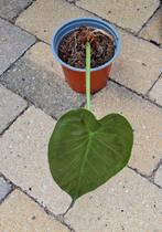 Alocasia wentii plantje, Ophalen of Verzenden, Overige soorten, Minder dan 100 cm