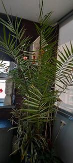 Mooie palm, Bloeit niet, 100 tot 250 cm, Palmboom, Ophalen