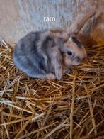 Leuke dwerg hangoor konijntjes, Dieren en Toebehoren, Meerdere dieren, Overige typen, Tam, September