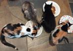 2 kittens aangeboden, Dieren en Toebehoren, Poes, Gechipt, 0 tot 2 jaar