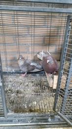 Koppel takla duiven, Dieren en Toebehoren, Vogels | Duiven, Meerdere dieren, Overige soorten