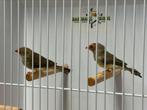 Binsenastrild - Neochmia ruficauda, Meerdere dieren, Tropenvogel