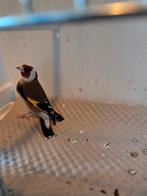 Parva putter man evt ruilen mogelijk, Dieren en Toebehoren, Vogels | Overige Vogels, Mannelijk, Wildzangvogel