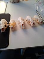Schedels, Ophalen of Verzenden, Gebruikt, Wild dier, Schedel