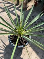 Zeer mooie grote ca 90cm  incl pot yucca Rostrata  te koop, Volle zon, Vaste plant, Zomer, Ophalen