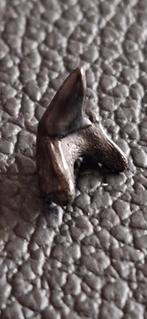 Fossiele haaientand uit Cadzand - 1.2 cm, Ophalen of Verzenden, Fossiel