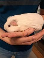 Cavias, Meerdere dieren, Cavia