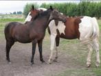 Weidegang., Dieren en Toebehoren, Stalling en Weidegang