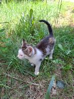 hele lieve kittens, Dieren en Toebehoren, Katten en Kittens | Overige Katten, Meerdere dieren, Kortharig, 0 tot 2 jaar