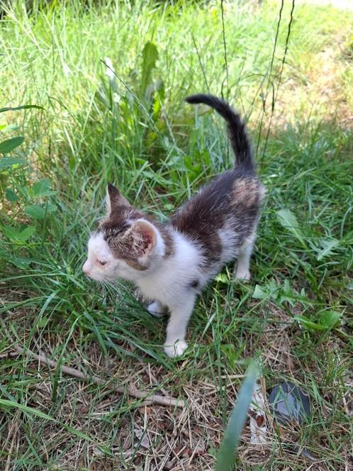 hele lieve kittens, Dieren en Toebehoren, Katten en Kittens | Overige Katten, Kortharig, Meerdere dieren, 0 tot 2 jaar