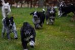Pups Berghond x Berner Sennen/ koningspoedel, Dieren en Toebehoren, Particulier, Meerdere, 8 tot 15 weken, Meerdere dieren