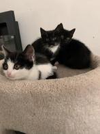 Aanhankelijke kittens, Dieren en Toebehoren, Katten en Kittens | Overige Katten, Meerdere dieren