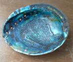 Grote Abalone schelp 19x16cm, prachtkleur, Verzamelen, Ophalen, Schelp(en)