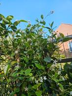 Toscaanse Jasmijn / Sterjasmijn 200cm hoog, Tuin en Terras, Planten | Bomen, Ophalen of Verzenden, Overige soorten, 100 tot 250 cm