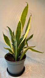 Sansevieria Laurentii, Huis en Inrichting, Kamerplanten, Ophalen of Verzenden, Overige soorten, In pot, Minder dan 100 cm