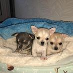 Mooie Chihuahuapups 1 teefje beschikbaar, CDV (hondenziekte), Particulier, Meerdere, Teef