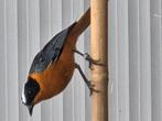 Sneeuwkruintapuit man, Dieren en Toebehoren, Vogels | Overige Vogels, Mannelijk