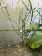 Japanse rijstvisjes babies, Dieren en Toebehoren, Vissen | Aquariumvissen, Vis, Zoetwatervis