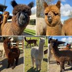 Alpaca’s te koop, Dieren en Toebehoren, Meerdere dieren, Voor 1 juli 2024