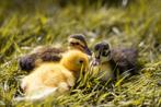 Indische loopeend kuikens | Tamme loopeend | Gesekst, Dieren en Toebehoren, Meerdere dieren, Eend