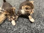 Kittens, Dieren en Toebehoren, Geslacht onbekend, 0 tot 2 jaar