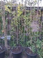 Twee pruimenbomen te koop, Ophalen, Minder dan 100 cm, Pruimenboom, Lente