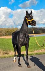 Prachtige brave KWPN ruin te koop!, Dieren en Toebehoren, Gechipt, Ruin, Dressuurpaard, Onbeleerd