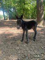 Mini muildier hengst, Dieren en Toebehoren, Overige Dieren, Mannelijk, Na 1 juli 2024