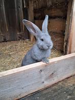 5 Rammetje Vlaamse reuzen/Vlaamsereus Raszuiver Blauw, Dieren en Toebehoren, Meerdere dieren, Groot, 0 tot 2 jaar