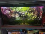 Paludarium / aquaterrium 60x30x30cm, Dieren en Toebehoren, Ophalen, Zo goed als nieuw, Gevuld zoetwateraquarium