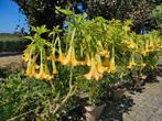Brugmansia, Tuin en Terras, Ophalen of Verzenden