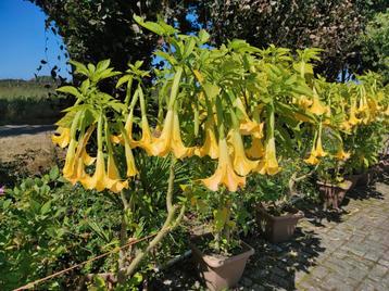 Brugmansia  beschikbaar voor biedingen
