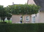 Moerbei (vruchtloos), Ophalen, Volle zon, Overige soorten, 100 tot 250 cm