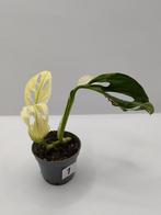 Monstera adansonii variegated stekje 1, Ophalen, Overige soorten, Halfschaduw, Minder dan 100 cm