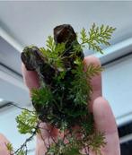 Te koop crepidomanes peacock stekjes, Ophalen of Verzenden, Nieuw, Plant(en), Steen of Hout