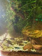 Blue Dream garnaal, Dieren en Toebehoren, Vissen | Aquariumvissen, Kreeft, Krab of Garnaal, Zoetwatervis