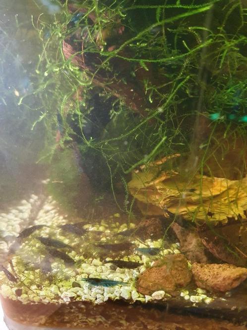 Blue Dream garnaal, Dieren en Toebehoren, Vissen | Aquariumvissen, Zoetwatervis, Kreeft, Krab of Garnaal