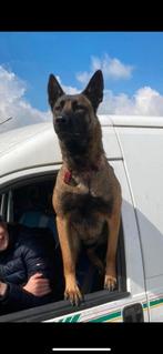 Duitse x mechelse herder pups!, Dieren en Toebehoren, Honden | Herdershonden en Veedrijvers, Rabiës (hondsdolheid), 8 tot 15 weken