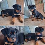 Prachtige Rottweiler Teefje Met STAMBOOM., CDV (hondenziekte), 8 tot 15 weken, Meerdere, Meerdere dieren